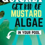mustard-algae-pool-and-spa-maintenance-pool cleaning
