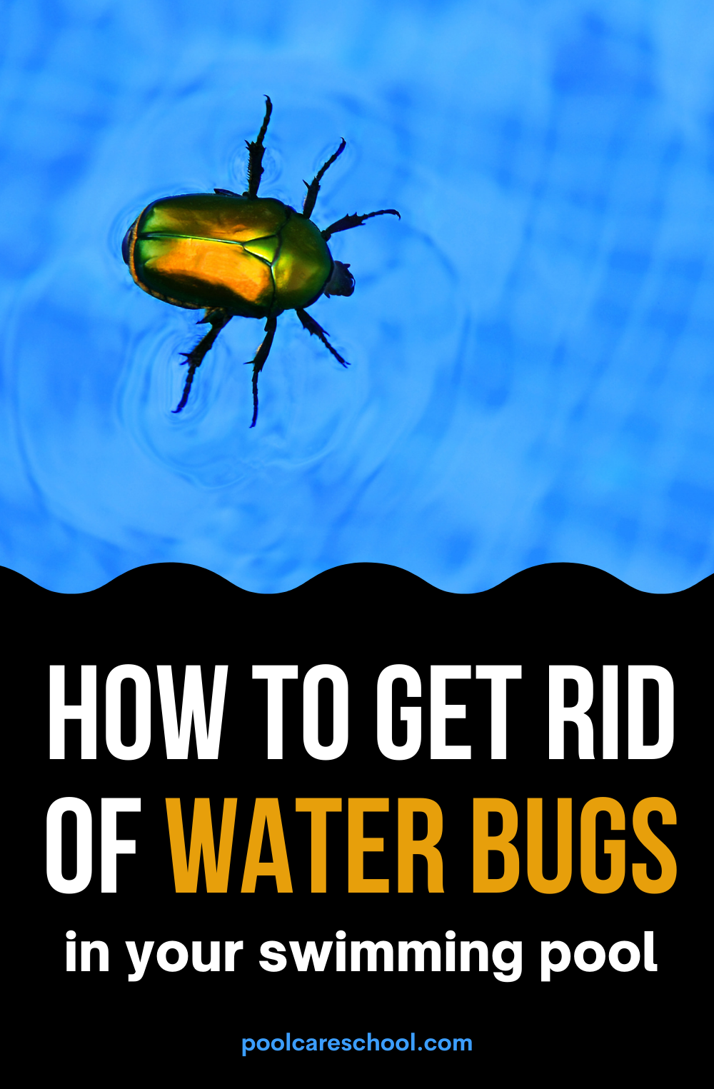 How to Get Rid of Water Bugs in Pool - Pool Care School