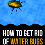 4 Ways To Get Rid Of Water Bugs In Your Pool