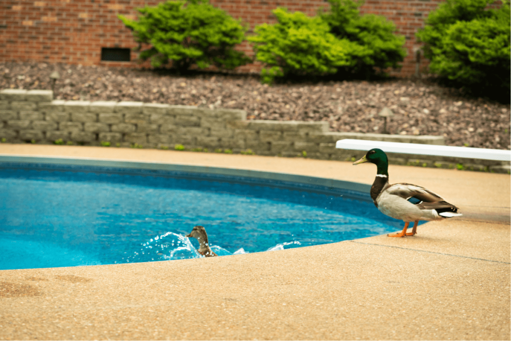 keeping ducks out of swimming pool